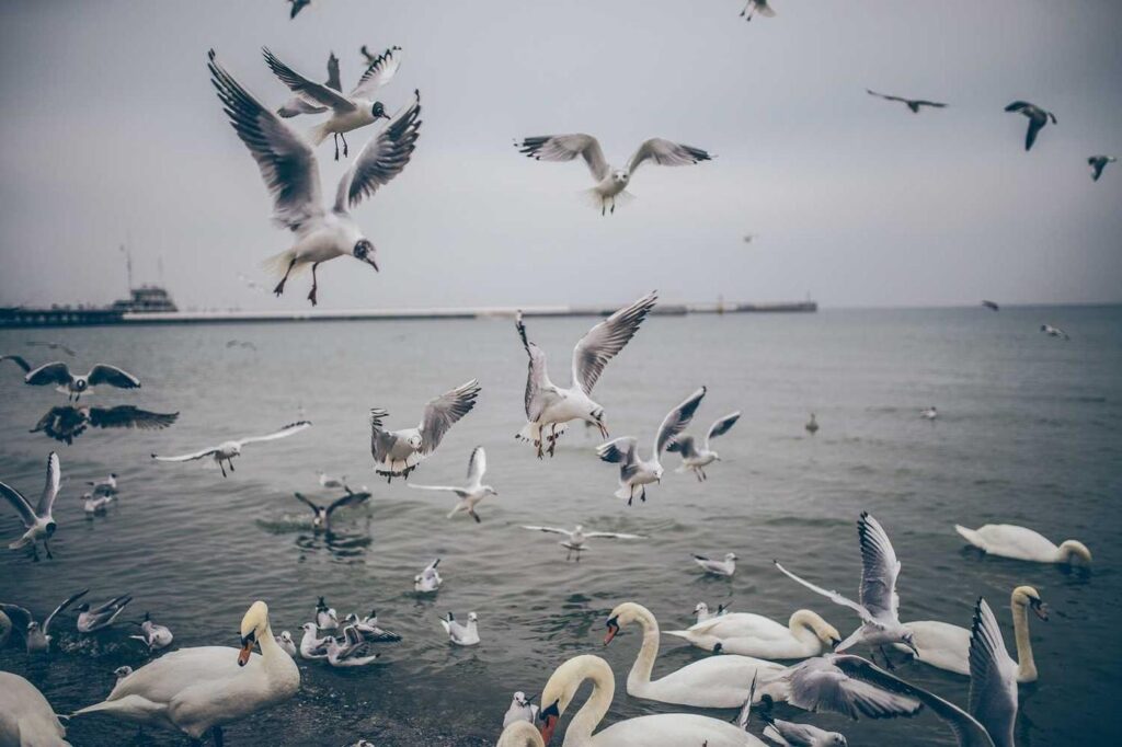 seagels