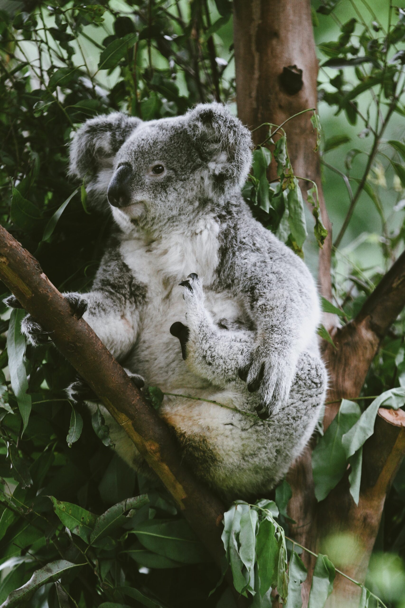 koala