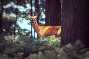Bamby deer