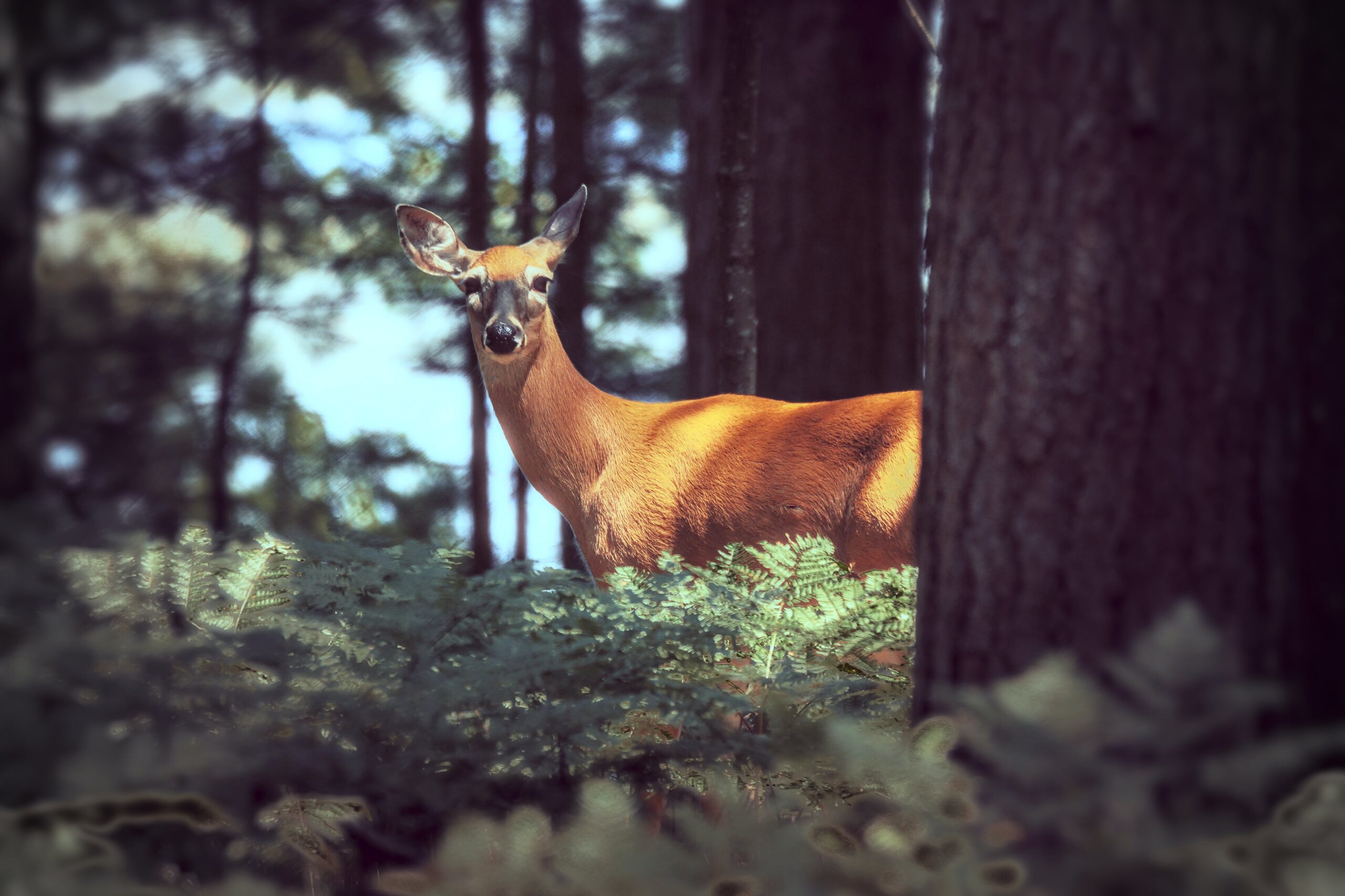 Bamby deer